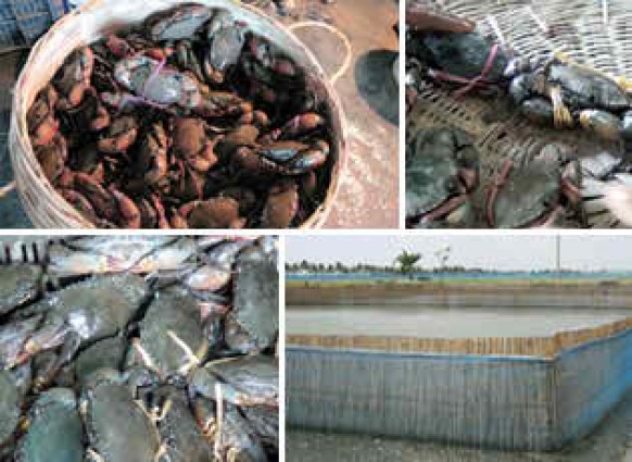 সাদা সোনার বাজার দখল করছে কাঁকড়া
