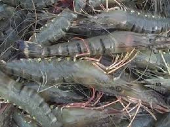 চিংড়ি রপ্তানিতে কাটছে জটিলতা