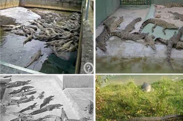 কুমির চাষে ব্যাপক সাফল্য