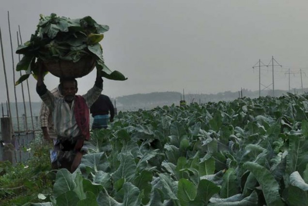বিশ্বে সবজি উৎপাদনে বাংলাদেশ তৃতীয়