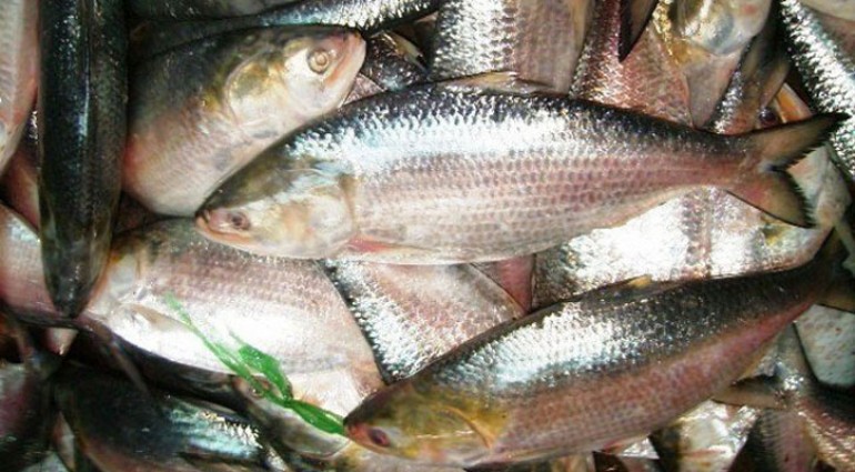 মেঘনায় ধরা পড়ছে রূপালি ইলিশ