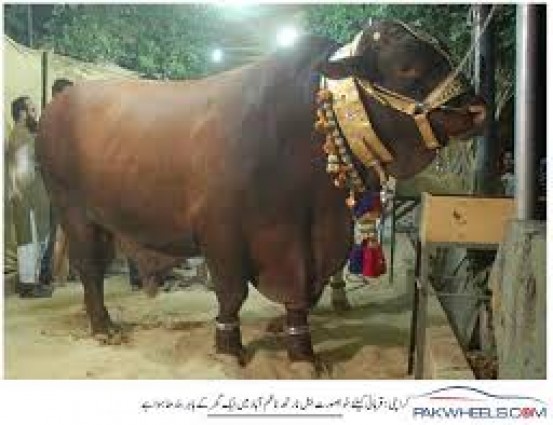 ভারতীয় গরুতেও কমবে না দাম