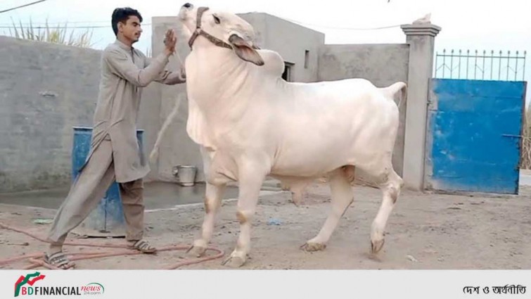 কোরবানির যে বিষয়গুলো জানা খুব জরুরি