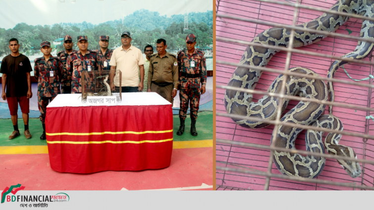 বিজিবি'র ছোটহরিণা ব্যাটালিয়ন কর্তৃক বিলুপ্তপ্রায় অজগর সাপ উদ্ধার এবং বন বিভাগের কাছে হস্তান্তর