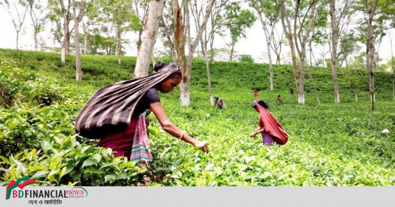 জাতীয় চা দিবস আজ