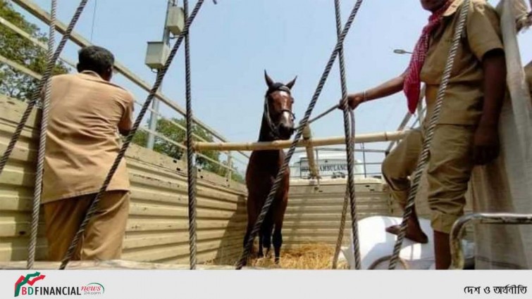 ভারত থেকে পুলিশের জন্য আমদানি হলো ১০টি রাইডিং ঘোড়া