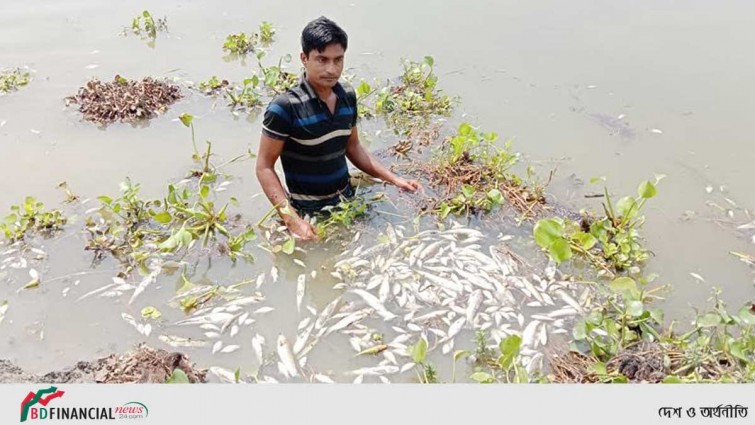 পুকুরে বিষ প্রয়োগ, দুই লাখ টাকার ক্ষতি