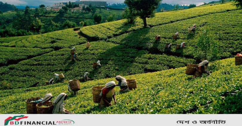 চা শ্রমিকদের দুর্দশা বঞ্চনা আর কৃতদাসের জীবন সেই শুরু থেকেই