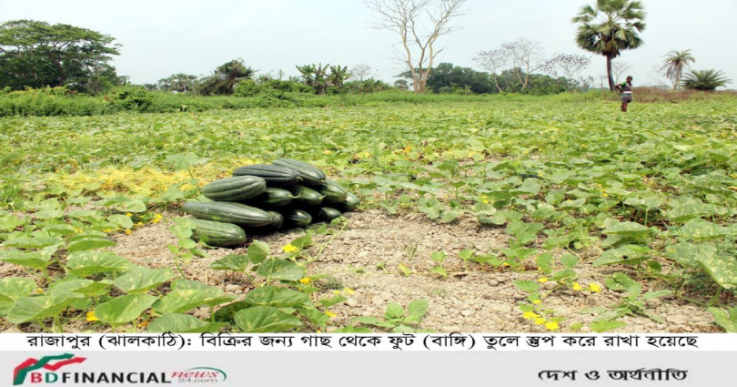 ঝালকাঠিতে অনাবৃষ্টিতে পানি সংকটে লোকসানে বাঙ্গি-তরমুজসহ রবিশস্য চাষীরা দিশেহারা