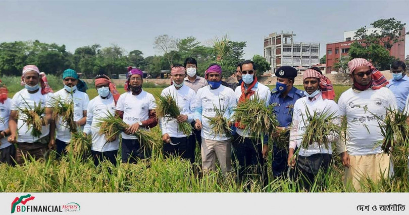 বিশ্বম্ভরপুর উপজেলার করচার হাওরে বোরো ধান কাটা উৎসব উদ্বোধন