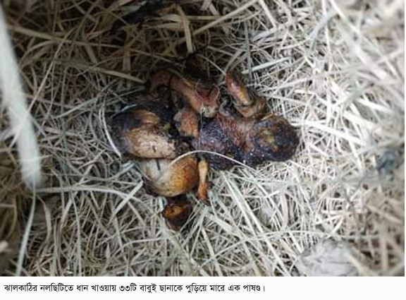 ঝালকাঠিতে বাবুই পাখির সঙ্গে নিষ্ঠুরতা ! ৩৩ পাখি পুড়িয়ে হত্যা