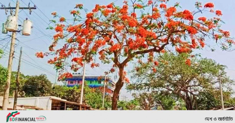গ্রীষ্মের কাঠফাঁটা রোদ্দুরকে সহনীয় করতে কৃষ্ণচূড়ার বর্ণিল রূপে সেজে উঠেছে প্রকৃতি