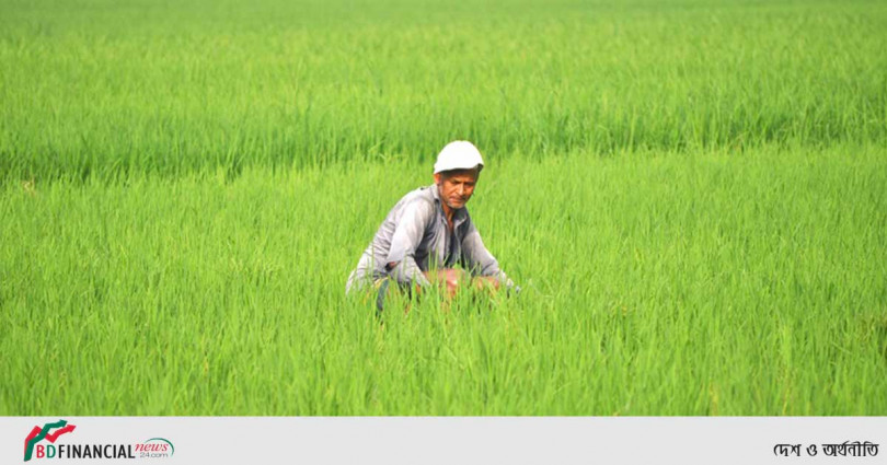 মাঠ ভরা সবুজ ধানে দোল খাচ্ছে কৃষকের স্বপ্ন