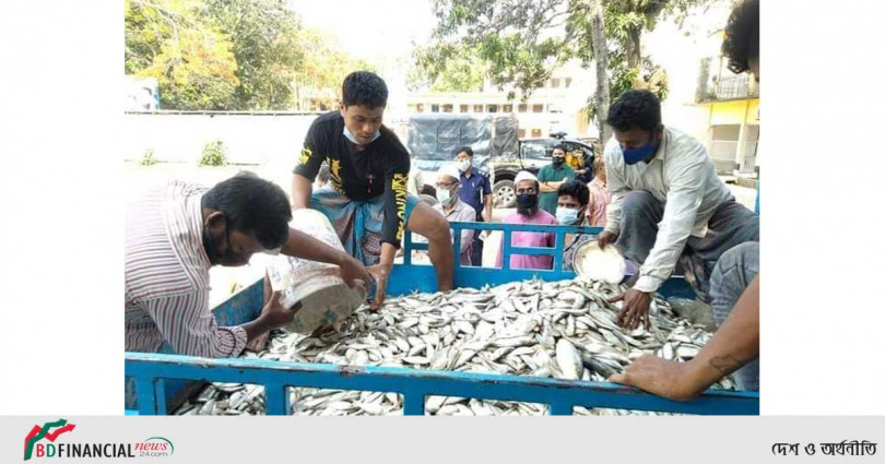 মাদারীপুরের কালকিনিতে প্রায় দেড় হাজার কেজি জাটকা ইলিশ জব্দ, বেঁচা কেনার দায়ে আটক-৫