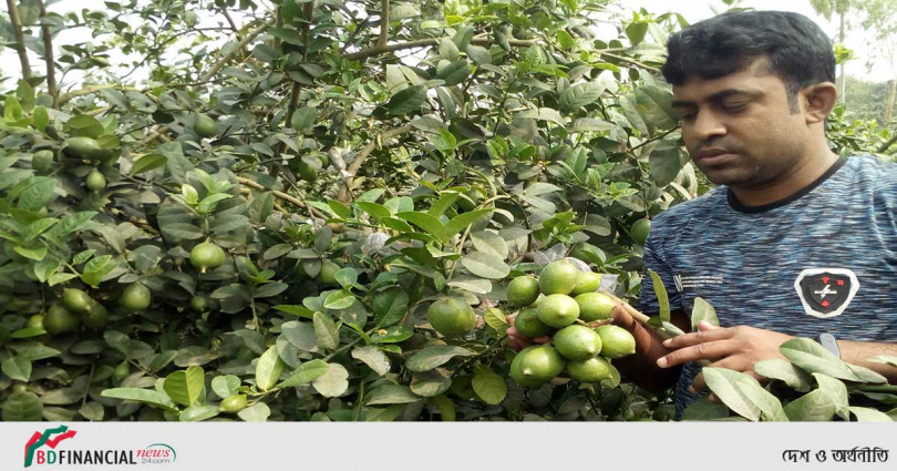 সীডলেস লেবু চাষে সফল তরুণ কৃষি উদ্যোক্তা