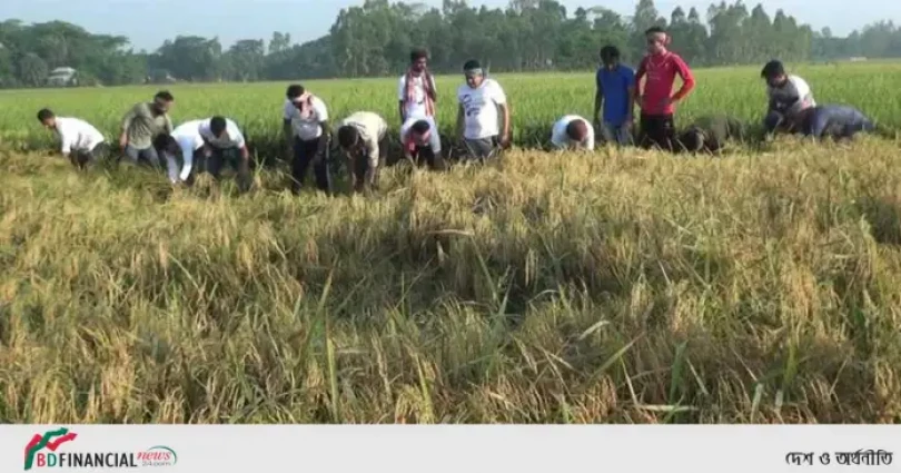 জমির ধান কেটে ঘরে তুলে দিলো ছাত্রলীগ