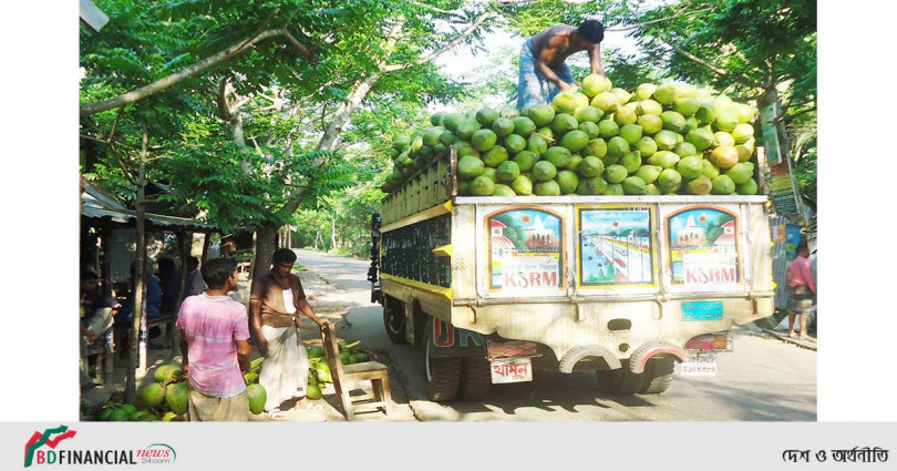 ঝালকাঠির ডাব তৃষ্ণা মিটিয়ে সারা দেশে সরবরাহ হচ্ছে