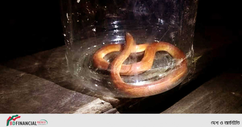 পঞ্চগড়ে তৃতীয় বারের মত লাল সাপ উদ্ধার