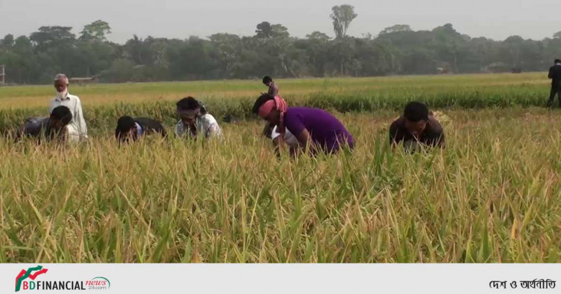 গোপালগঞ্জে শ্রমিক সংকট দেখা দেয়ায় কৃষকের ধান কেটে দিয়েছে ছাত্রলীগের নেতা-কর্মীরা