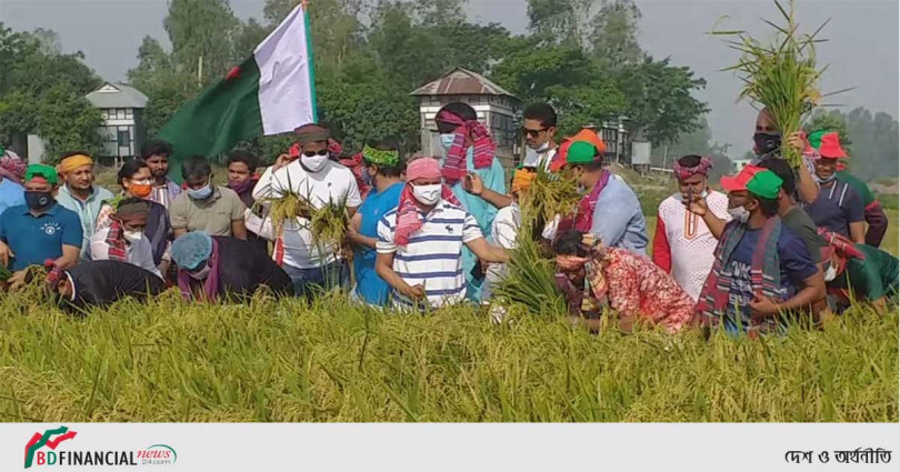 মুন্সিগঞ্জের আড়িয়াল বিলে কৃষকের ধান কেটে দিলো স্বেচ্ছাসেবক লীগ