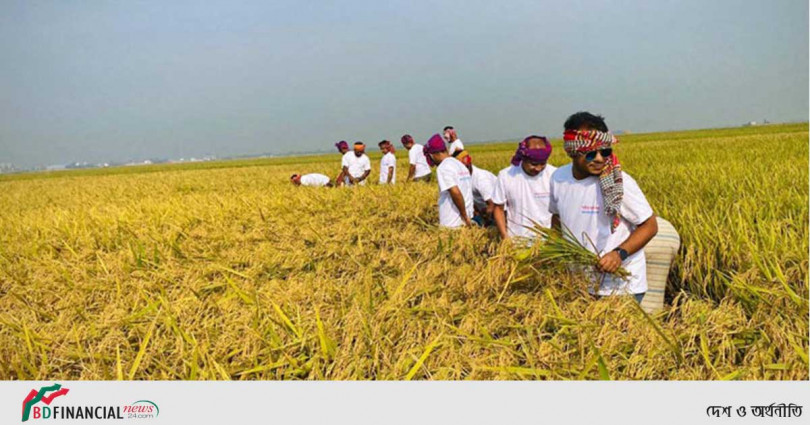 কৃষকের ধান কেটে দিলেন ব্যাংকাররা
