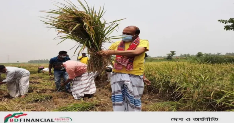 স্বেচ্ছাশ্রমে কর্মীদের নিয়ে জমির ধান কেটে-মাড়াই করে ঘরে তুলে দিলেন গাজীপুরের কামরুল আহসান সরকার রাসেল