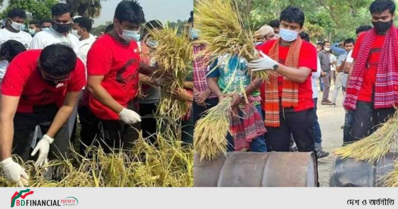 কৃষকের ধান কেটে বাড়িতে পৌঁছে দিলেন জয়-লেখক