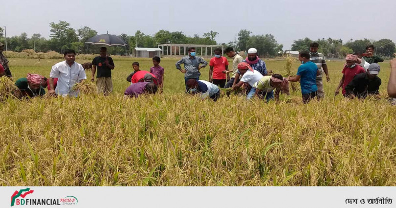 কমলগঞ্জে কৃষকদের ধান কেটে বাড়ি পৌঁছে দিলো যুবলীগ নেতাকর্মী