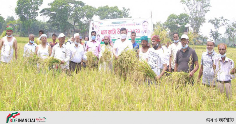 রাঙ্গুনিয়ায় তথ্যমন্ত্রীর আহ্বানে ধান কেটে দিচ্ছে কৃষকলীগ