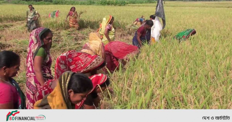 কোটালীপাড়ায় কৃষকের জমির ধান কেটে দিলে একদল কৃষানী