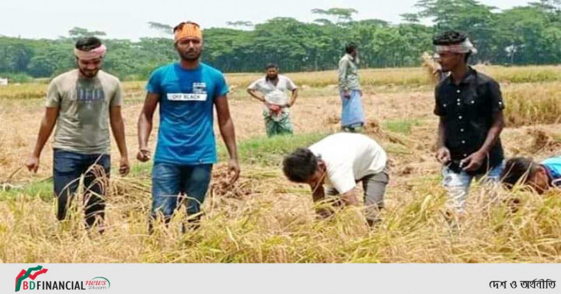 ভোলার রাজাপুরে কৃষকের ধান কেটে বাড়ি পৌঁছে দিল ছাত্রলীগ