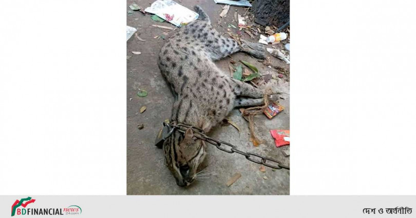 আনোয়ারায় ধান ক্ষেত থেকে মেছো বাঘ উদ্ধার করে চিড়িয়াখানায় হস্তান্তর