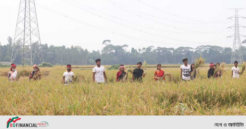 গোপালগঞ্জে দুই কৃষানীর জমির ধান কেটে দিলো ছাত্রলীগ