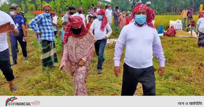 মাদারীপুরে কম্বাইন হারভেস্টার দিয়ে ধান কর্তন