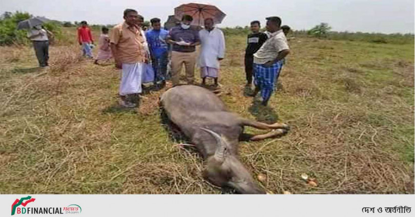 সিইউএফএলের রাসায়নিক বর্জ্য কেঁড়ে নিলো ১২ টি মহিষের জীবন
