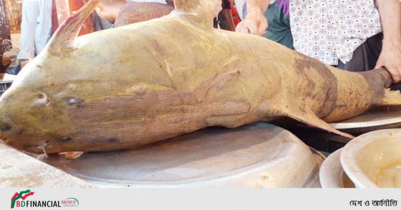 কুশিয়ারায় ধরা পড়েছে ১৮০ কেজি ওজনের বাঘাইড়