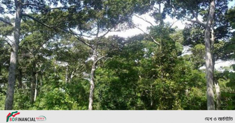বৃক্ষের অভাবে বৃদ্ধি পাচ্ছে বজ্রপাতে মৃত্যু