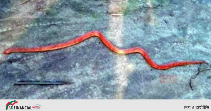 পঞ্চগড়ে একের পর এক 'রেড কোরাল কুকরি' উদ্ধার