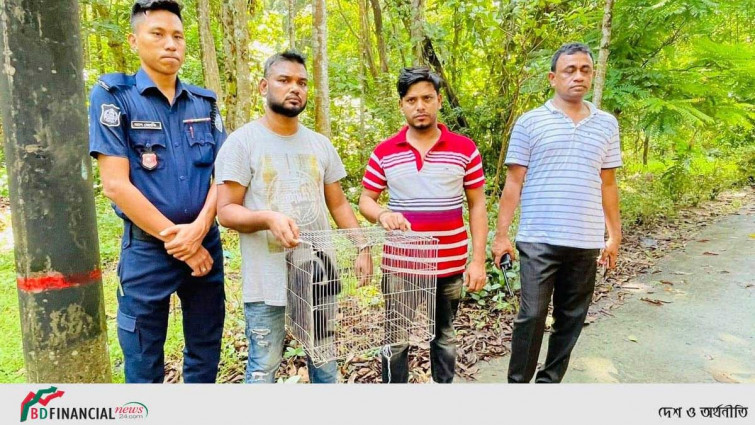 চট্টগ্রামে মহাবিপন্ন উল্লুক উদ্ধার, আটক ২