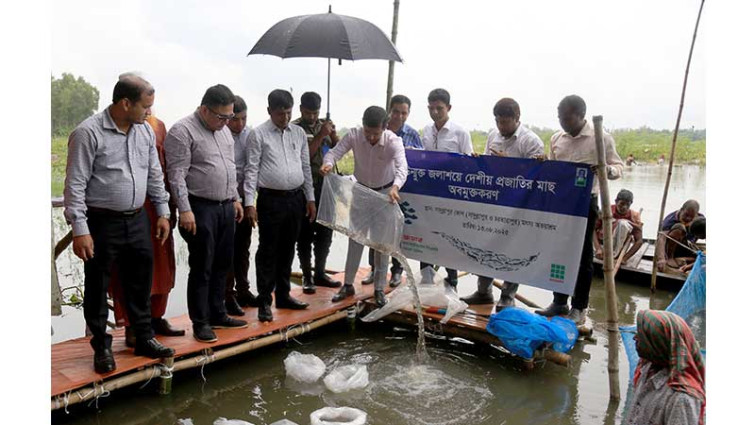 পাবনায় উন্মুক্ত জলাশয়ে দেশীয় মাছের পোনা অবমুক্ত করেছে স্কয়ার এগ্রোভেট