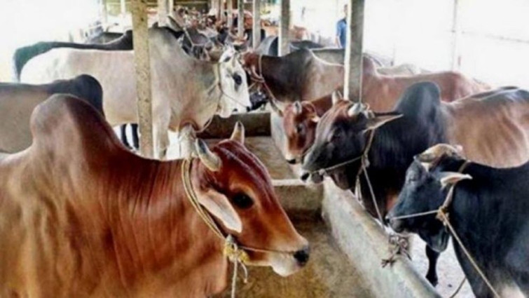 কুরবানির চামড়া সুরক্ষায় কঠোর নজরদারির উদ্যোগ