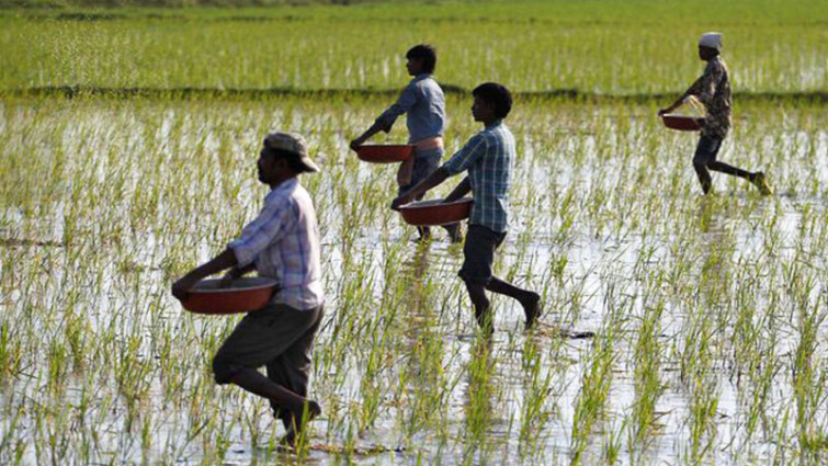 বিশ্ববাজারে ইউরিয়া সারের দাম কমল ৫০ শতাংশ