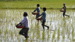 বিশ্ববাজারে ইউরিয়া সারের দাম কমল ৫০ শতাংশ